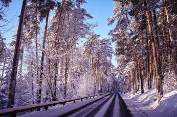 Картинка природа дороги лес дорога