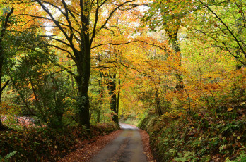 Картинка природа дороги лес тракт