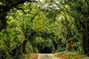 Картинка природа дороги лес дорога