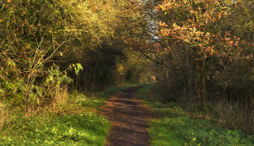 Картинка природа дороги лес дорога