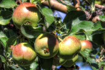 Картинка природа плоды яблоки