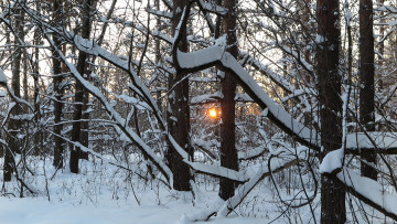 Картинка природа лес снег деревья