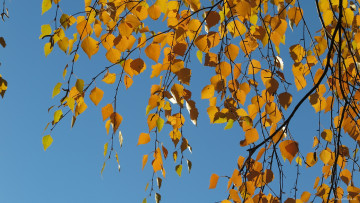 Картинка природа листья веки