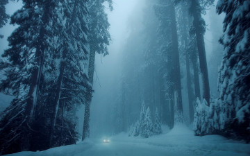 Картинка природа лес снег деревья