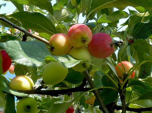 Обои картинки фото природа, плоды, яблоки