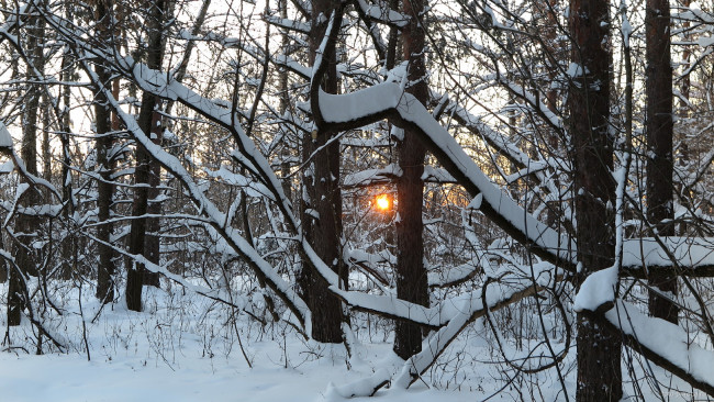 Обои картинки фото природа, лес, снег, деревья