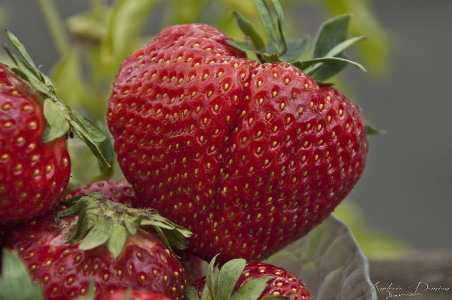 Обои картинки фото еда, клубника,  земляника, ягоды