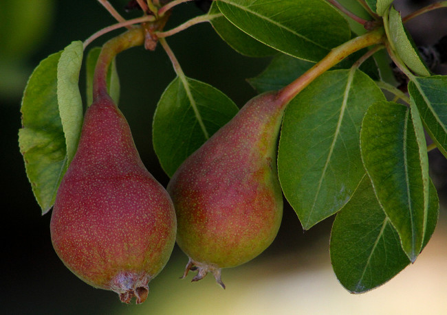 Обои картинки фото природа, плоды, груши