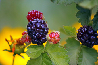 Картинка природа Ягоды ежевика