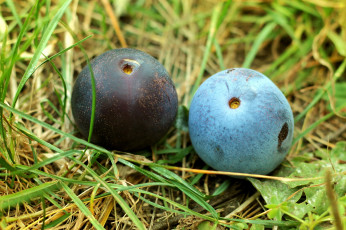 Картинка еда персики +сливы +абрикосы сливы