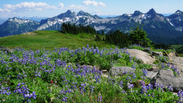 Картинка природа луга простор