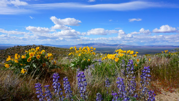 Картинка природа луга простор