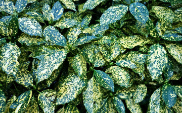 Картинка природа листья пестрые