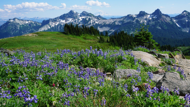 Обои картинки фото природа, луга, простор