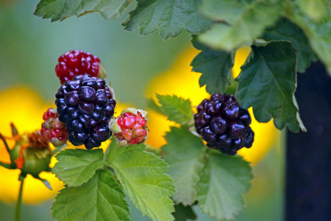 Обои картинки фото природа, Ягоды, ежевика