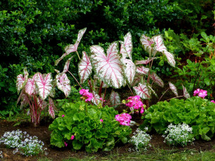 Картинка цветы разные+вместе клумба