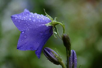Картинка цветы колокольчики лиловый колокольчик капли