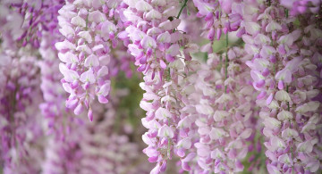 Картинка цветы глициния вистерия