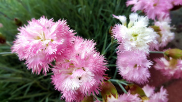 Картинка цветы гвоздики розовый