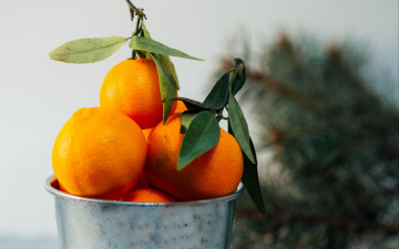 Картинка еда цитрусы мандарины