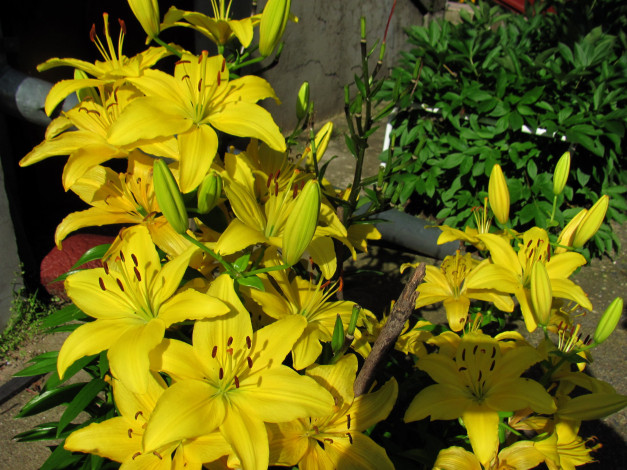 Обои картинки фото цветы, лилии,  лилейники, желтые