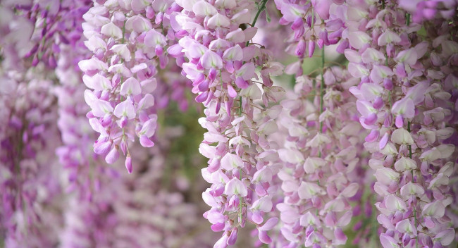 Обои картинки фото цветы, глициния, вистерия
