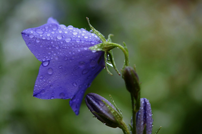 Обои картинки фото цветы, колокольчики, лиловый, колокольчик, капли