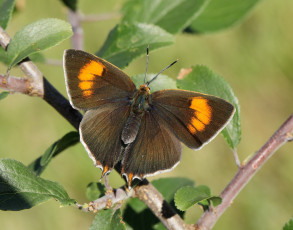 Картинка животные бабочки +мотыльки +моли бабочка