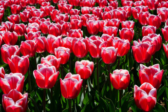 Картинка цветы тюльпаны