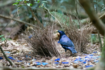 Картинка животные птицы птица