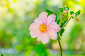 обоя цветы, анемоны,  сон-трава, роза, цветок, цветение, бутоны