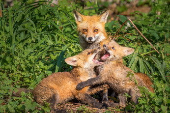 Картинка животные лисы лиса лисята