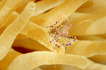 Картинка животные морская+фауна креветка