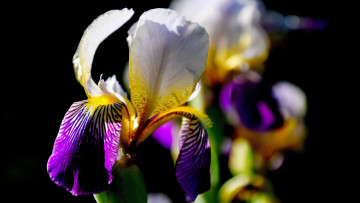 обоя цветы, ирисы, ирис