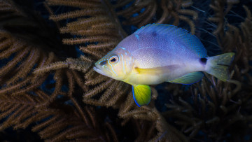 обоя животные, рыбы, рыба