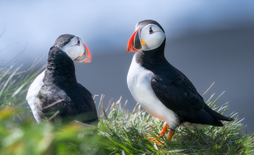 Картинка животные тупики птицы тупик парочка две