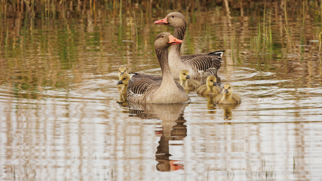 Обои картинки фото животные, гуси