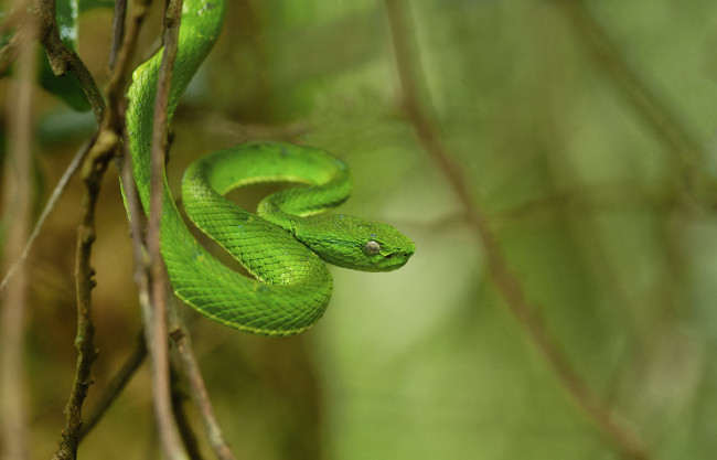Обои картинки фото животные, змеи,  питоны,  кобры, зелёная