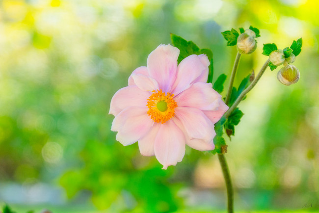 Обои картинки фото цветы, анемоны,  сон-трава, роза, цветок, цветение, бутоны