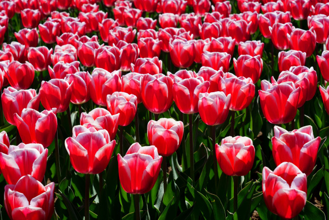 Обои картинки фото цветы, тюльпаны