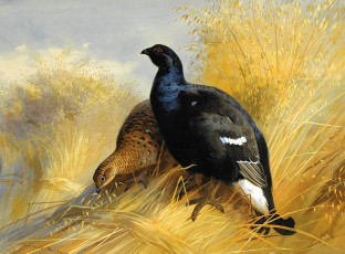 Картинка рисованное archibald+thorburn тетерева трава поле