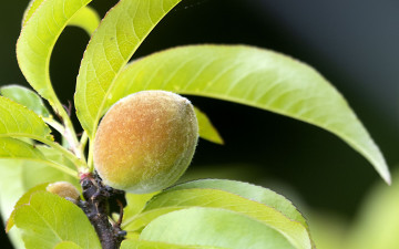 обоя природа, плоды, песик