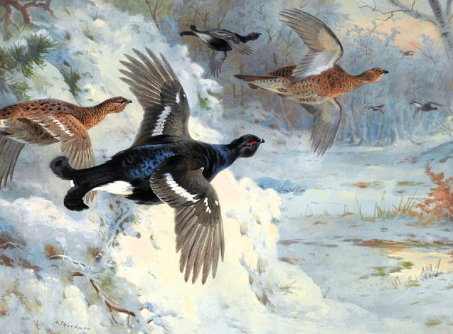 Обои картинки фото рисованное, archibald thorburn, птицы, тетерева, снег, зима