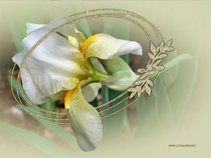 Картинка цветы ирисы