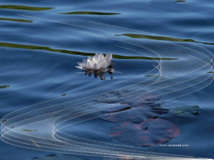 Картинка цветы лилии водяные нимфеи кувшинки
