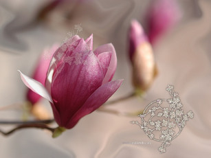 Картинка цветы магнолии