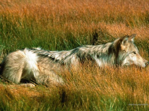 Картинка животные волки