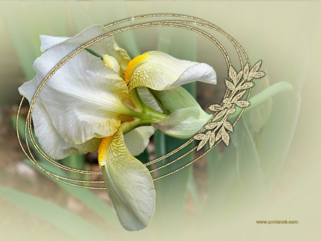 Обои картинки фото цветы, ирисы