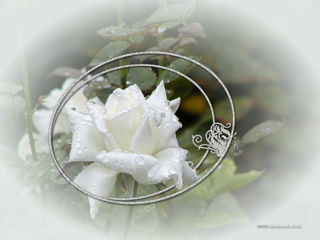 Обои картинки фото цветы, розы