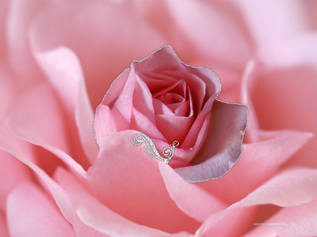 Обои картинки фото цветы, розы